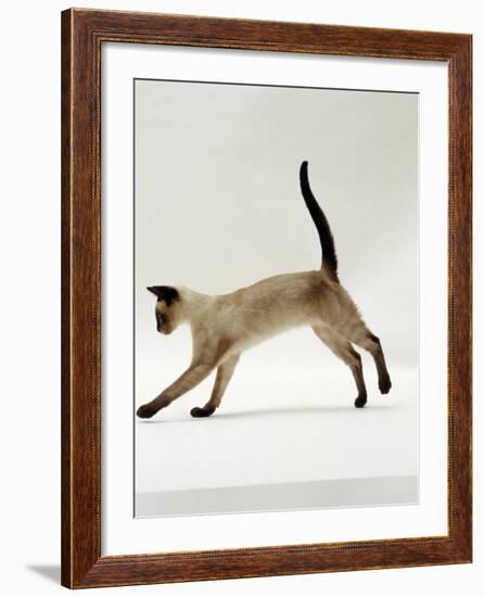 Domestic Cat, Seal-Point Siamese Juvenile Running Profile-Jane Burton-Framed Photographic Print