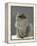 Domestic Cat, Silver Tabby Chinchilla-Cross-Persian in Full Coat-Jane Burton-Framed Premier Image Canvas