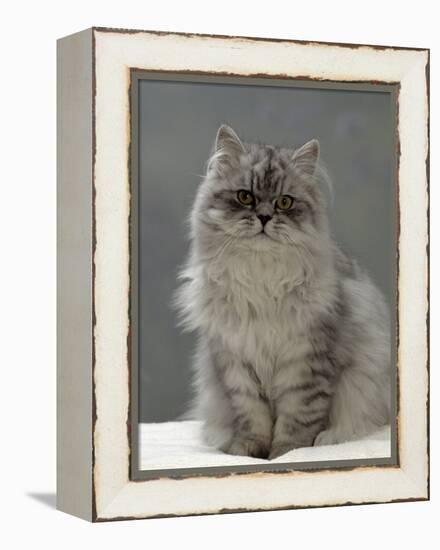 Domestic Cat, Silver Tabby Chinchilla-Cross-Persian in Full Coat-Jane Burton-Framed Premier Image Canvas