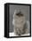 Domestic Cat, Silver Tabby Chinchilla-Cross-Persian in Full Coat-Jane Burton-Framed Premier Image Canvas