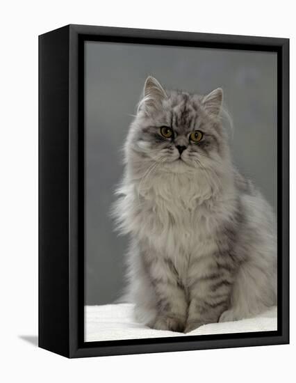 Domestic Cat, Silver Tabby Chinchilla-Cross-Persian in Full Coat-Jane Burton-Framed Premier Image Canvas