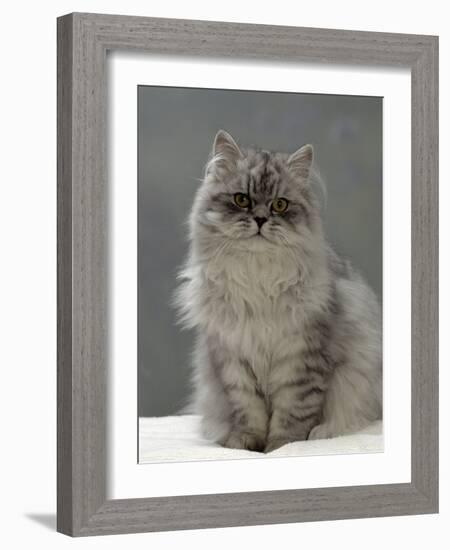 Domestic Cat, Silver Tabby Chinchilla-Cross-Persian in Full Coat-Jane Burton-Framed Photographic Print