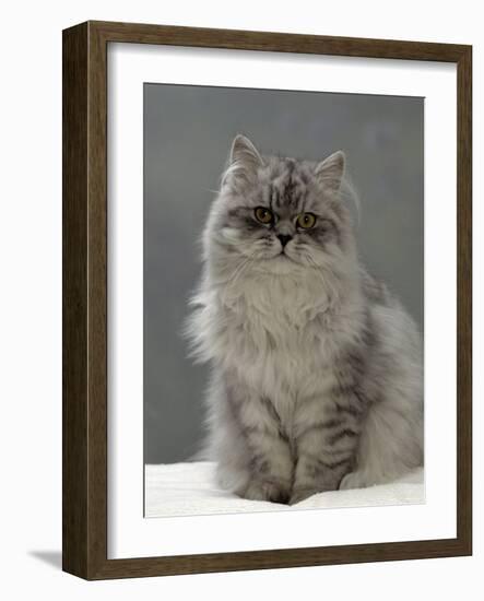 Domestic Cat, Silver Tabby Chinchilla-Cross-Persian in Full Coat-Jane Burton-Framed Photographic Print