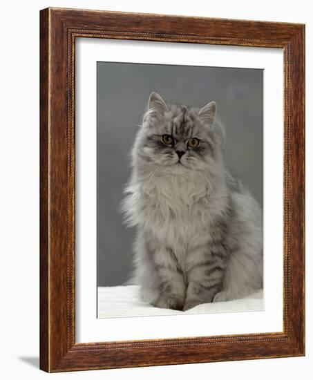 Domestic Cat, Silver Tabby Chinchilla-Cross-Persian in Full Coat-Jane Burton-Framed Photographic Print