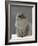 Domestic Cat, Silver Tabby Chinchilla-Cross-Persian in Full Coat-Jane Burton-Framed Photographic Print