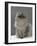 Domestic Cat, Silver Tabby Chinchilla-Cross-Persian in Full Coat-Jane Burton-Framed Photographic Print