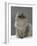 Domestic Cat, Silver Tabby Chinchilla-Cross-Persian in Full Coat-Jane Burton-Framed Photographic Print