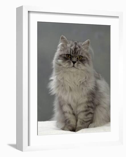 Domestic Cat, Silver Tabby Chinchilla-Cross-Persian in Full Coat-Jane Burton-Framed Photographic Print