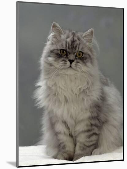 Domestic Cat, Silver Tabby Chinchilla-Cross-Persian in Full Coat-Jane Burton-Mounted Photographic Print