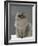 Domestic Cat, Silver Tabby Chinchilla-Cross-Persian in Full Coat-Jane Burton-Framed Photographic Print