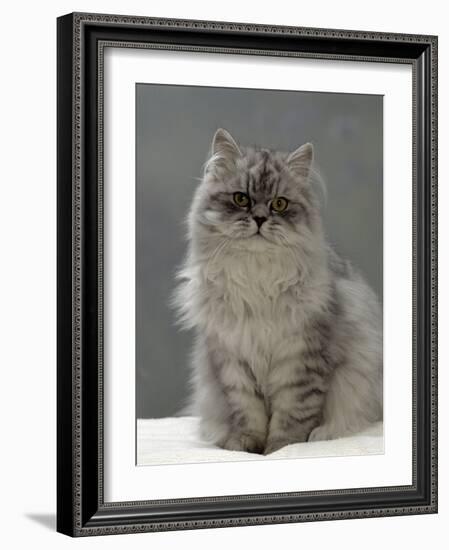 Domestic Cat, Silver Tabby Chinchilla-Cross-Persian in Full Coat-Jane Burton-Framed Photographic Print