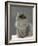 Domestic Cat, Silver Tabby Chinchilla-Cross-Persian in Full Coat-Jane Burton-Framed Photographic Print