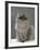 Domestic Cat, Silver Tabby Chinchilla-Cross-Persian in Full Coat-Jane Burton-Framed Photographic Print