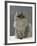 Domestic Cat, Silver Tabby Chinchilla-Cross-Persian in Full Coat-Jane Burton-Framed Photographic Print