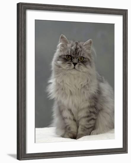 Domestic Cat, Silver Tabby Chinchilla-Cross-Persian in Full Coat-Jane Burton-Framed Photographic Print