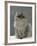 Domestic Cat, Silver Tabby Chinchilla-Cross-Persian in Full Coat-Jane Burton-Framed Photographic Print