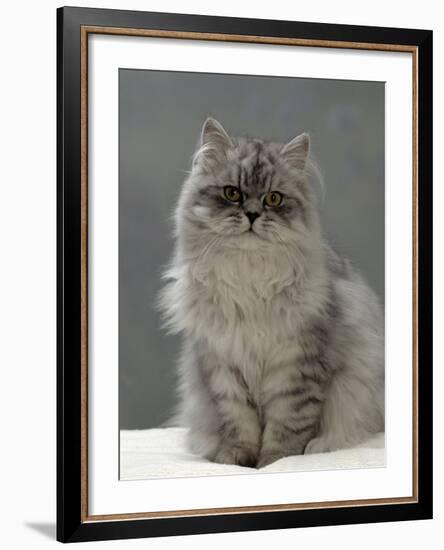 Domestic Cat, Silver Tabby Chinchilla-Cross-Persian in Full Coat-Jane Burton-Framed Photographic Print