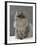 Domestic Cat, Silver Tabby Chinchilla-Cross-Persian in Full Coat-Jane Burton-Framed Photographic Print