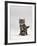 Domestic Cat, Silver Tabby Kitten Portrait-Jane Burton-Framed Photographic Print