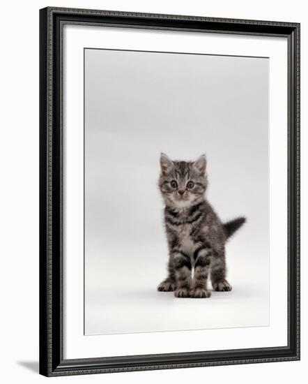 Domestic Cat, Silver Tabby Kitten Portrait-Jane Burton-Framed Photographic Print