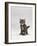 Domestic Cat, Silver Tabby Kitten Portrait-Jane Burton-Framed Photographic Print