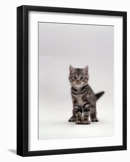 Domestic Cat, Silver Tabby Kitten Portrait-Jane Burton-Framed Photographic Print