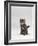 Domestic Cat, Silver Tabby Kitten Portrait-Jane Burton-Framed Photographic Print