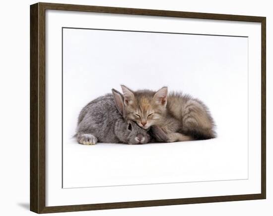 Domestic Cat, Silver Tortoiseshell Kitten with Silver Dwarf Lop Eared Rabbit-Jane Burton-Framed Photographic Print