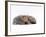 Domestic Cat, Silver Tortoiseshell Kitten with Silver Dwarf Lop Eared Rabbit-Jane Burton-Framed Photographic Print