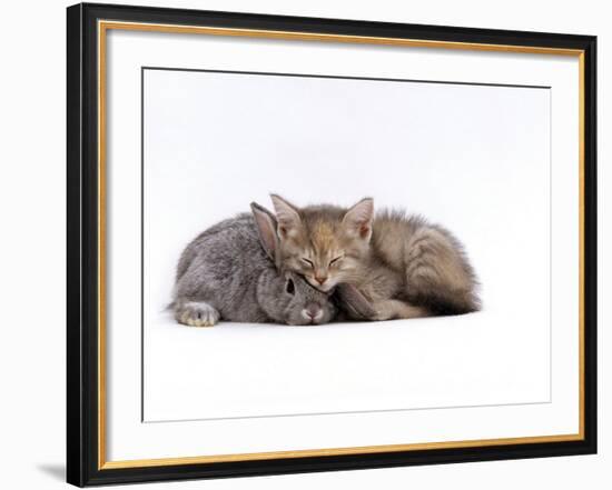 Domestic Cat, Silver Tortoiseshell Kitten with Silver Dwarf Lop Eared Rabbit-Jane Burton-Framed Photographic Print