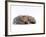 Domestic Cat, Silver Tortoiseshell Kitten with Silver Dwarf Lop Eared Rabbit-Jane Burton-Framed Photographic Print