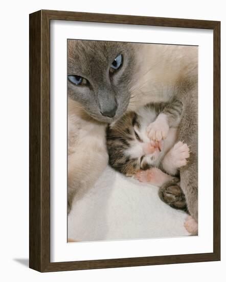 Domestic Cat, Stray Siamese Female with Single Kitten-Jane Burton-Framed Photographic Print