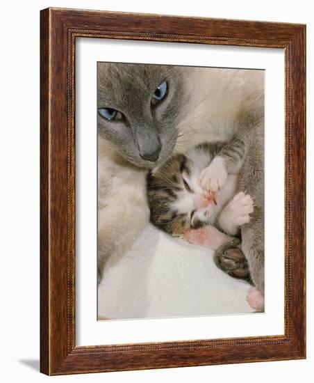 Domestic Cat, Stray Siamese Female with Single Kitten-Jane Burton-Framed Photographic Print