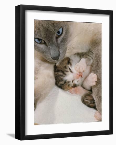 Domestic Cat, Stray Siamese Female with Single Kitten-Jane Burton-Framed Photographic Print