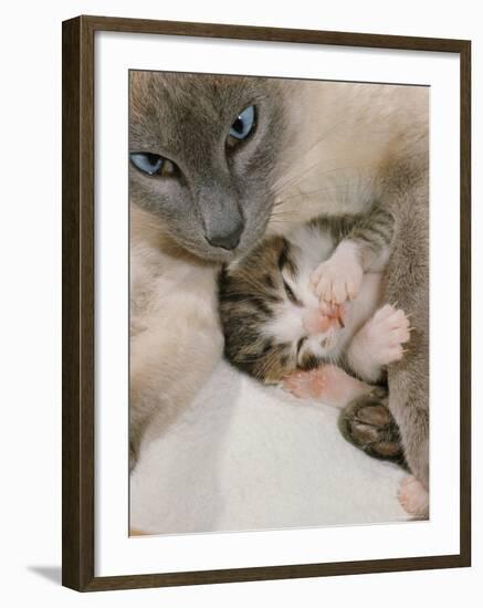 Domestic Cat, Stray Siamese Female with Single Kitten-Jane Burton-Framed Photographic Print