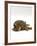 Domestic Cat, Striped Tabby Male Lying on Side-Jane Burton-Framed Photographic Print