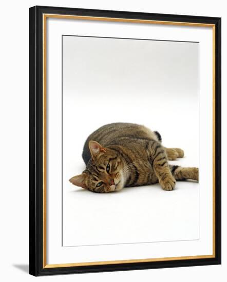 Domestic Cat, Striped Tabby Male Lying on Side-Jane Burton-Framed Photographic Print