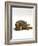 Domestic Cat, Striped Tabby Male Lying on Side-Jane Burton-Framed Photographic Print