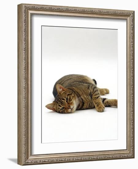 Domestic Cat, Striped Tabby Male Lying on Side-Jane Burton-Framed Photographic Print