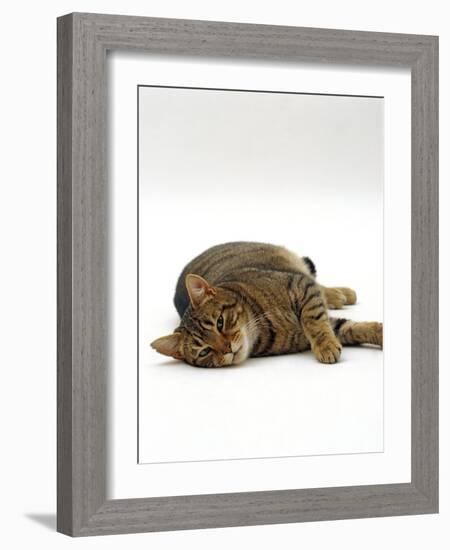 Domestic Cat, Striped Tabby Male Lying on Side-Jane Burton-Framed Photographic Print