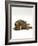 Domestic Cat, Striped Tabby Male Lying on Side-Jane Burton-Framed Photographic Print