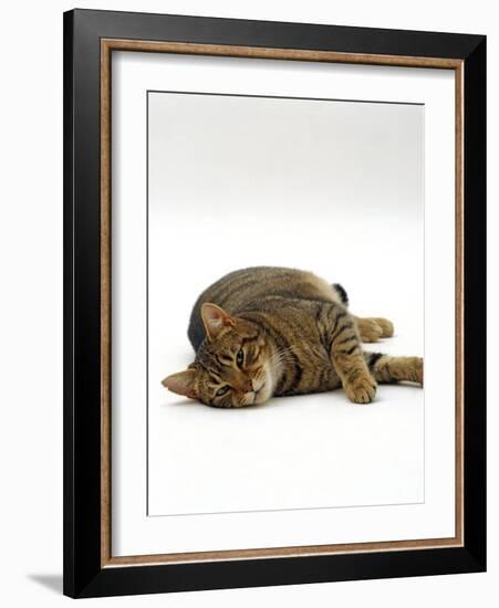 Domestic Cat, Striped Tabby Male Lying on Side-Jane Burton-Framed Photographic Print