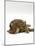 Domestic Cat, Striped Tabby Male Lying on Side-Jane Burton-Mounted Photographic Print