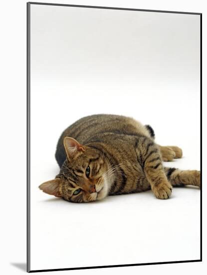 Domestic Cat, Striped Tabby Male Lying on Side-Jane Burton-Mounted Photographic Print
