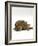 Domestic Cat, Striped Tabby Male Lying on Side-Jane Burton-Framed Photographic Print