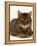 Domestic Cat, Striped Tabby Male-Jane Burton-Framed Premier Image Canvas