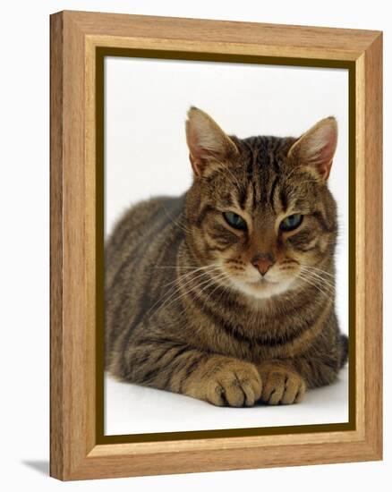 Domestic Cat, Striped Tabby Male-Jane Burton-Framed Premier Image Canvas