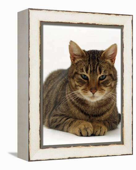 Domestic Cat, Striped Tabby Male-Jane Burton-Framed Premier Image Canvas