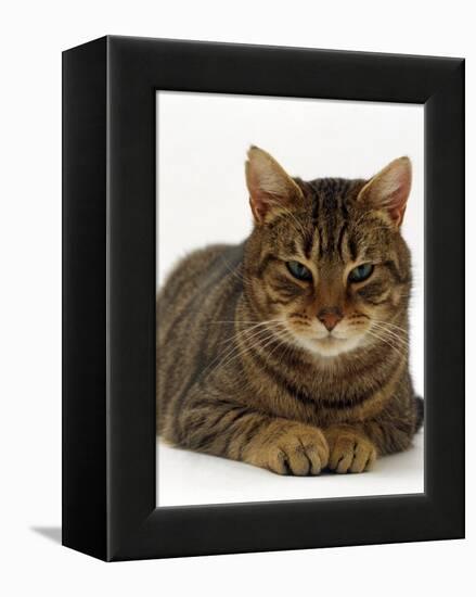 Domestic Cat, Striped Tabby Male-Jane Burton-Framed Premier Image Canvas