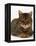 Domestic Cat, Striped Tabby Male-Jane Burton-Framed Premier Image Canvas